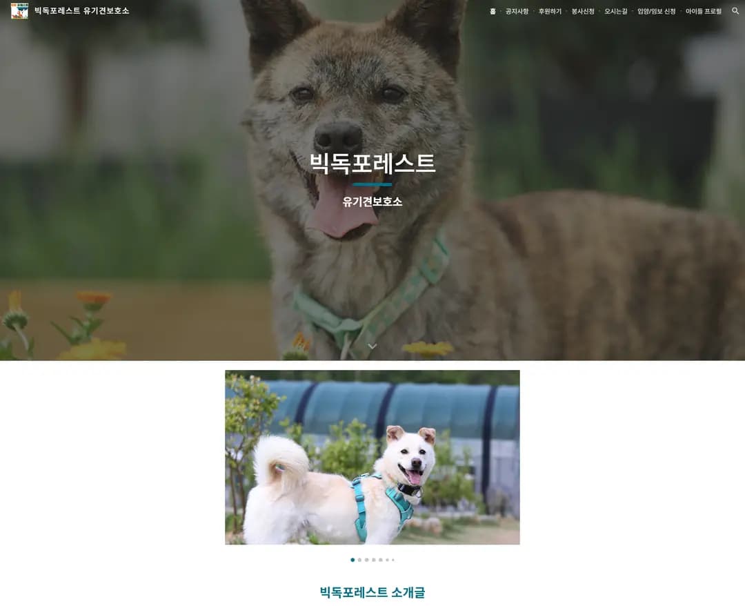 빅독포레스트 유기견보호소 — 반려동물 브랜드/기업 웹사이트 디자인 레퍼런스