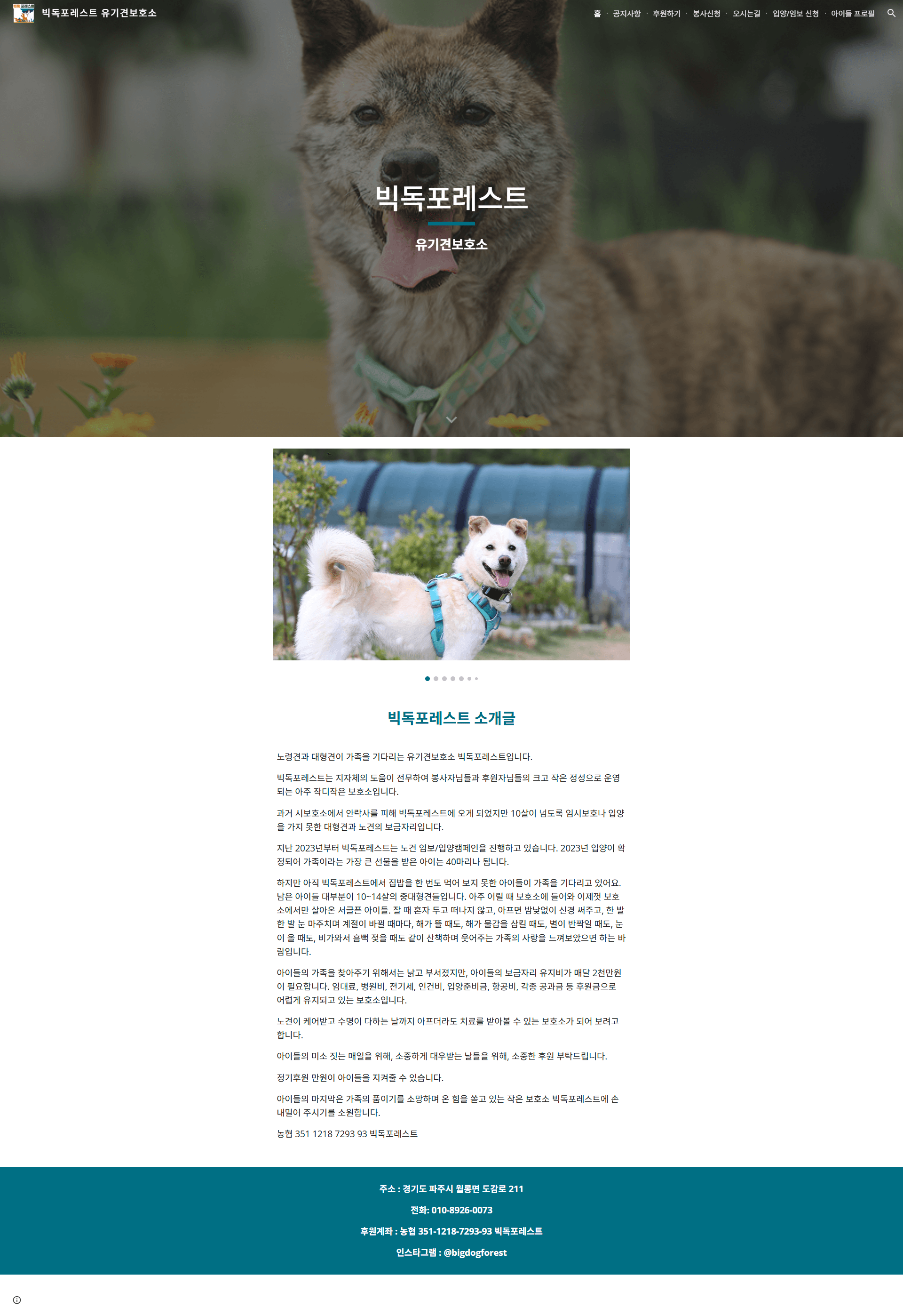 빅독포레스트 유기견보호소 — 반려동물 소개 웹사이트 디자인 레퍼런스 스크린샷 1